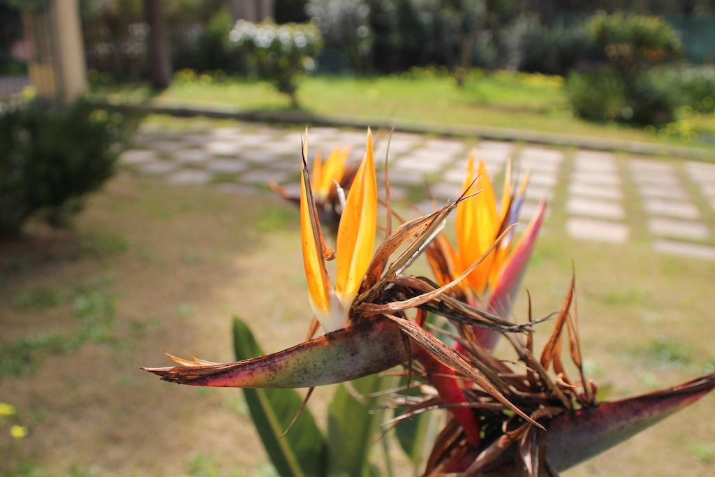 Villa Margherita Suite & Charme Pula Dış mekan fotoğraf